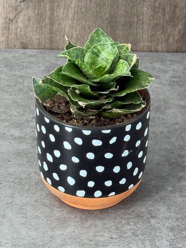 Sansevieria in 2 inch Polka Dot Pot product image