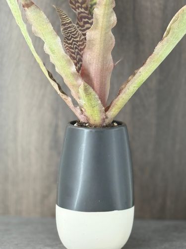 Earth Star Cryptanthus product image