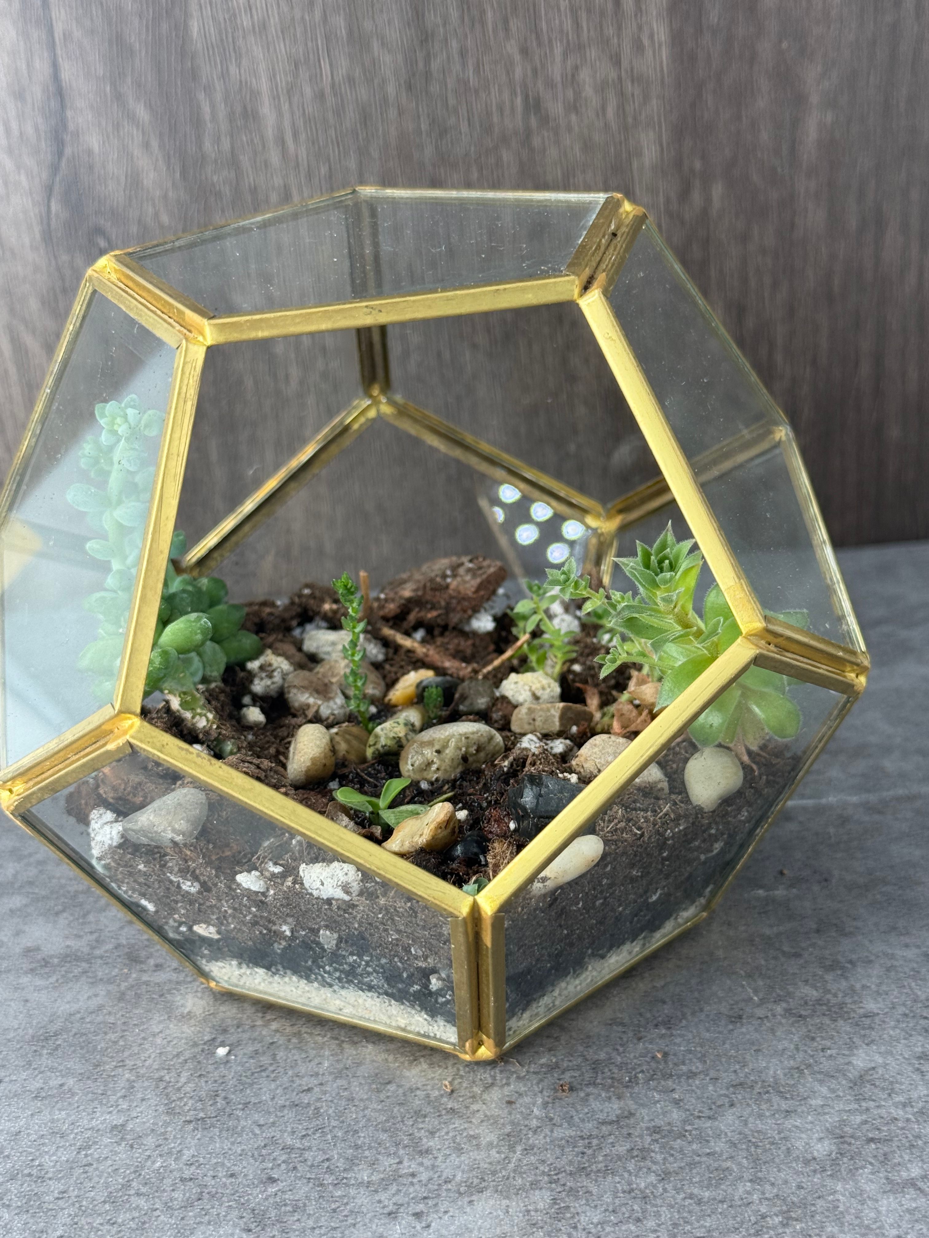 Desert Terrarium - Product image