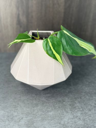 Philodendron Brazil  product image