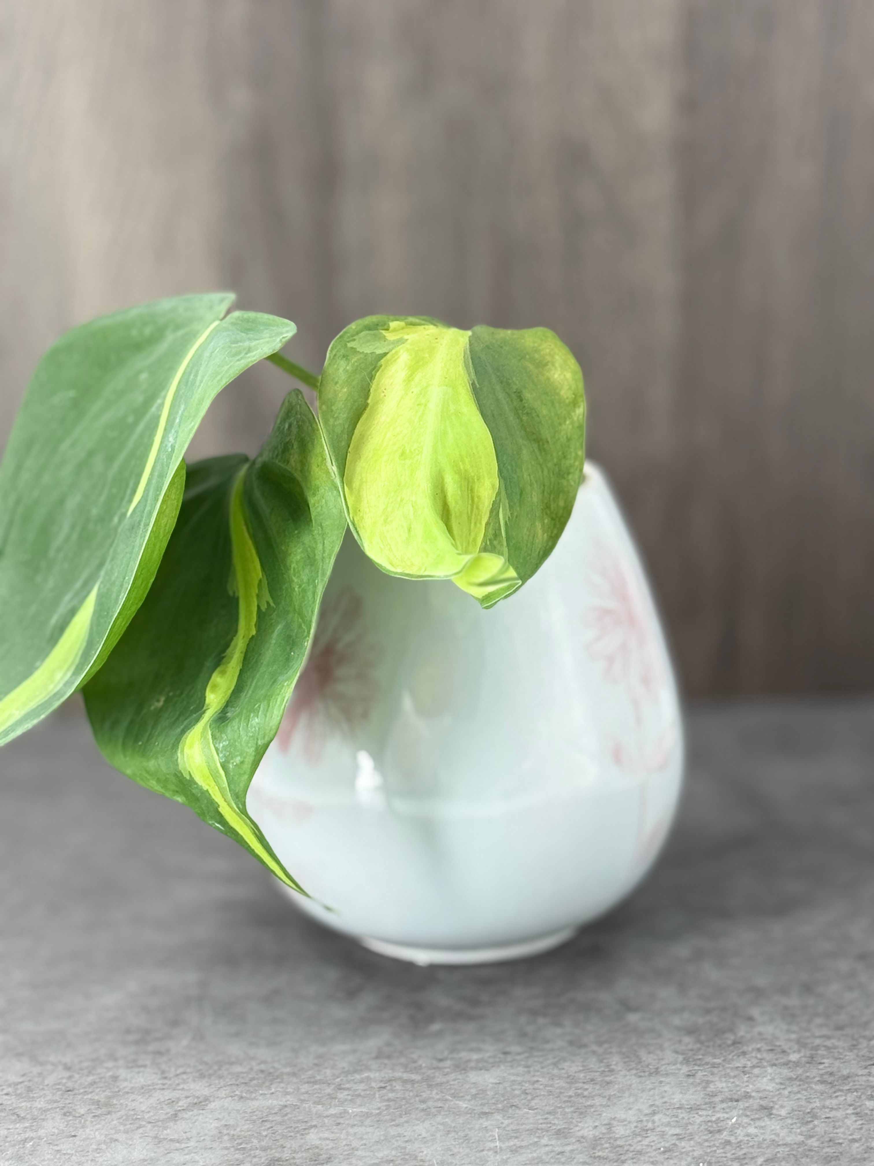 Small Philodendron Brazil - Product image