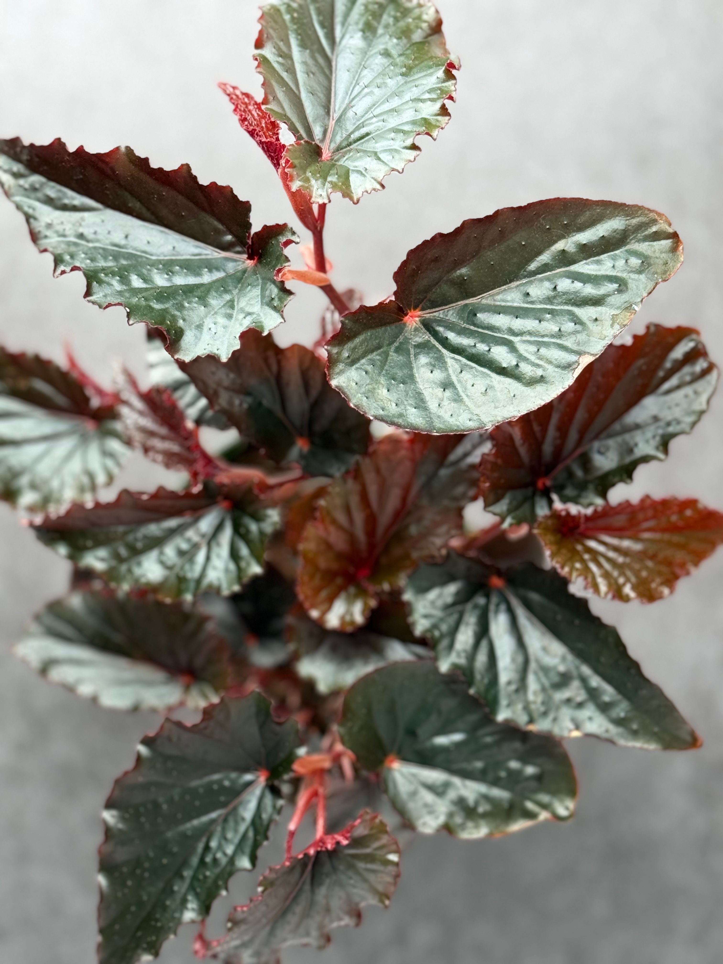 Begonia Black Magic - Product image