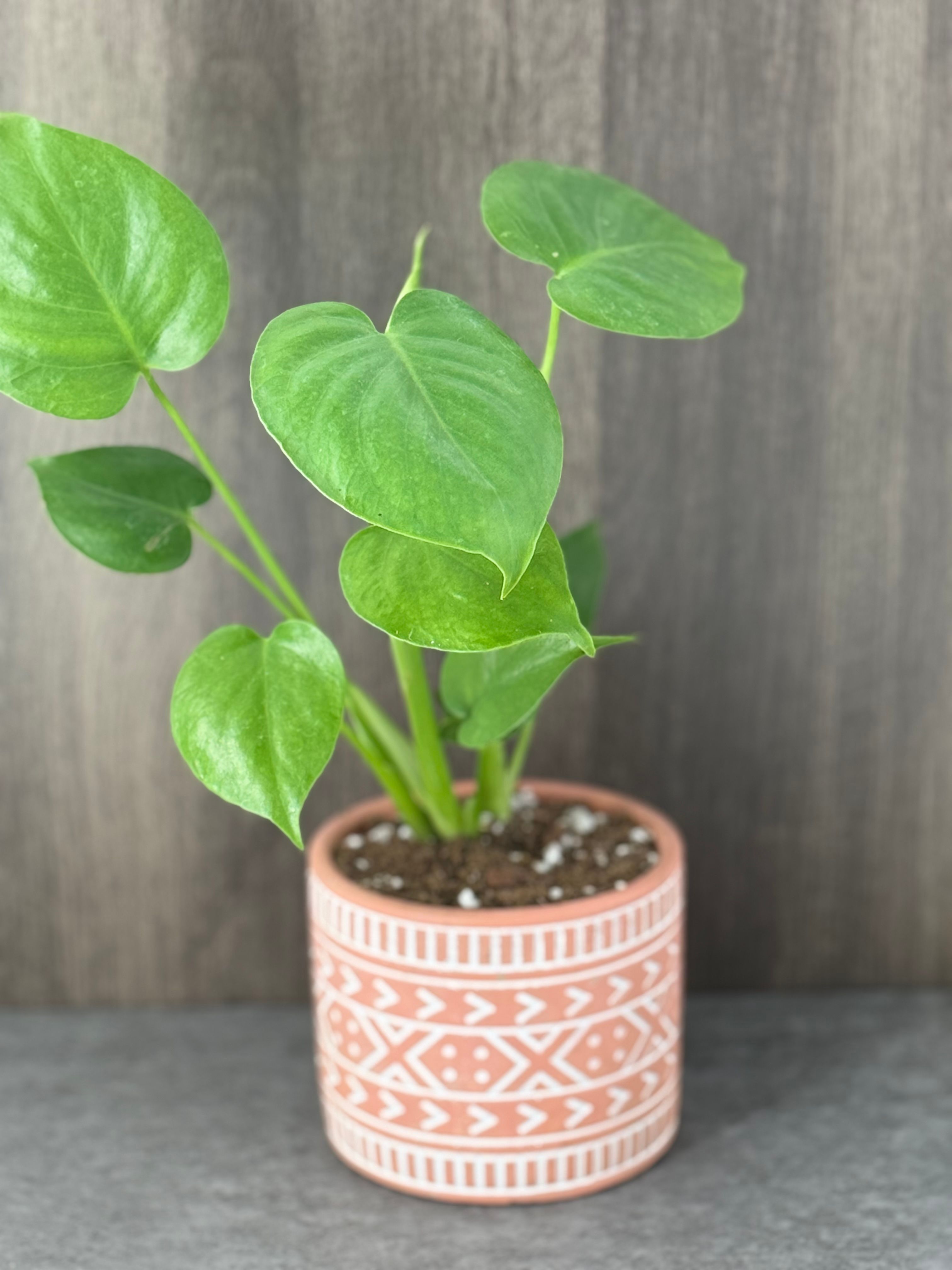 Monstera Deliciosa - Product image