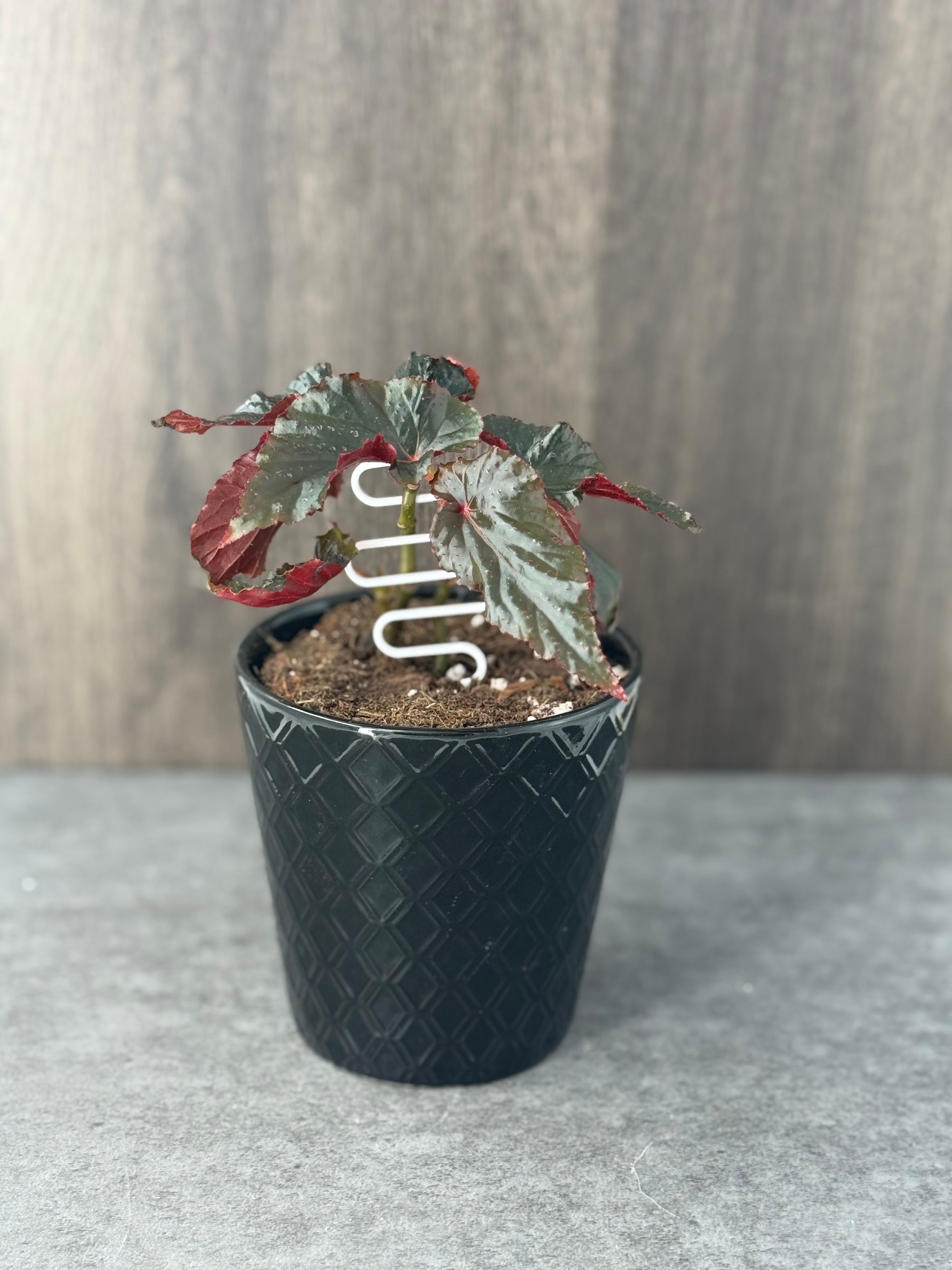 Begonia Black Magic - Product image