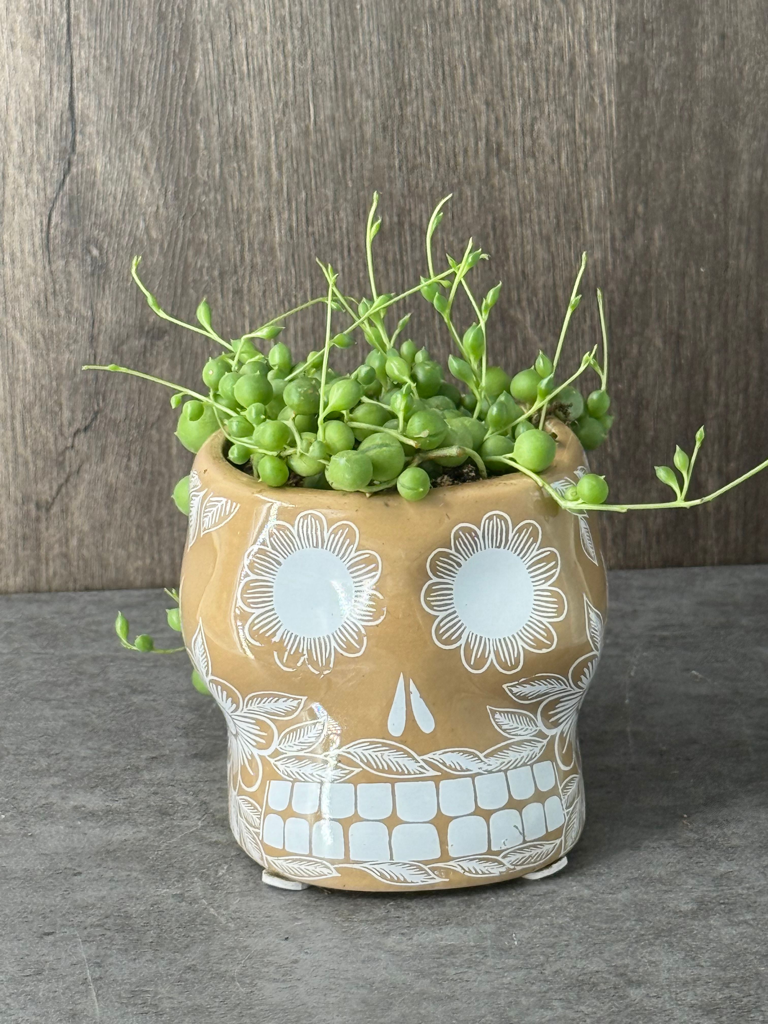 String of Pearls in Sugar skull - Product image