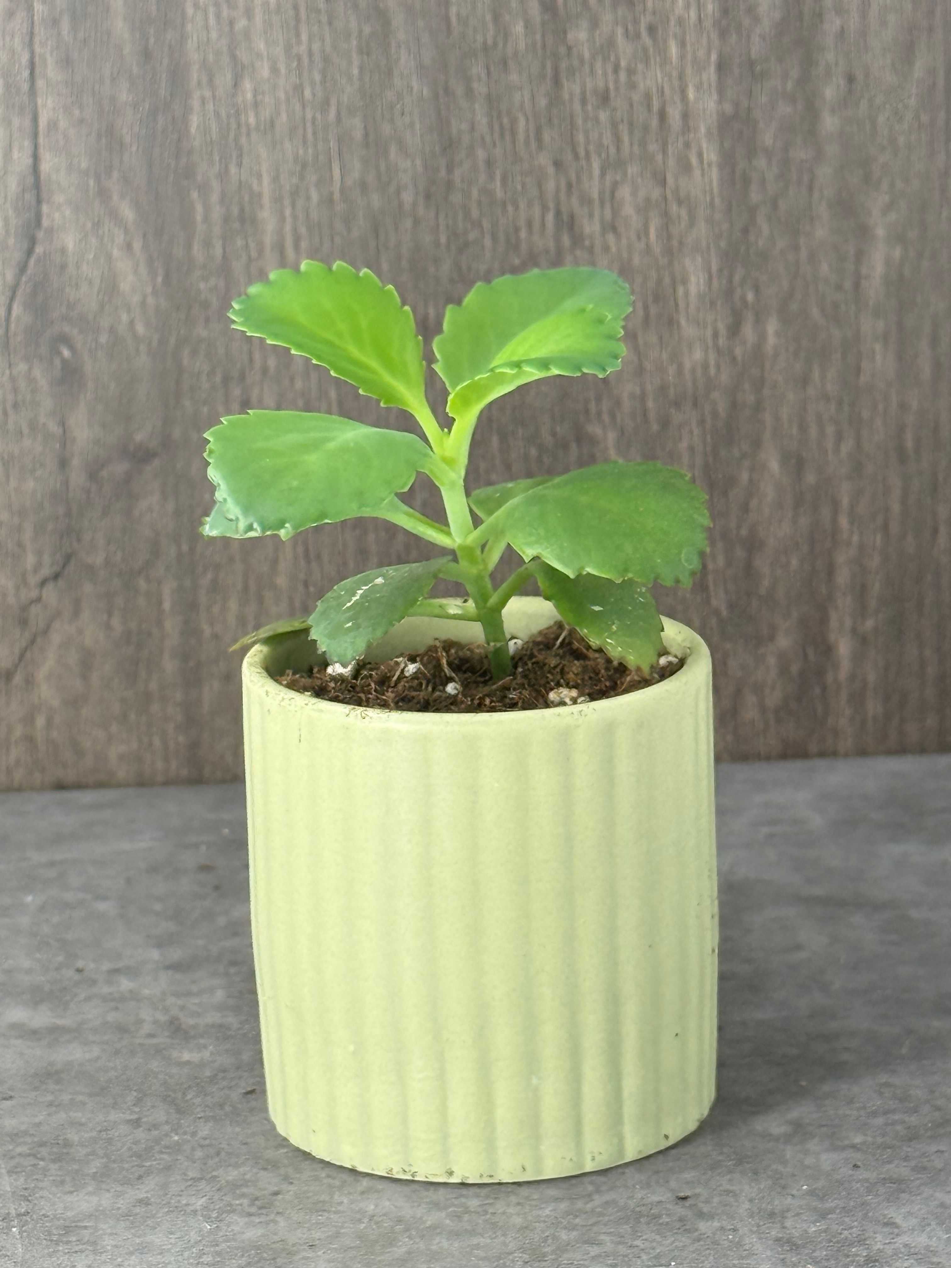 Small Mother of Thousands - Product image