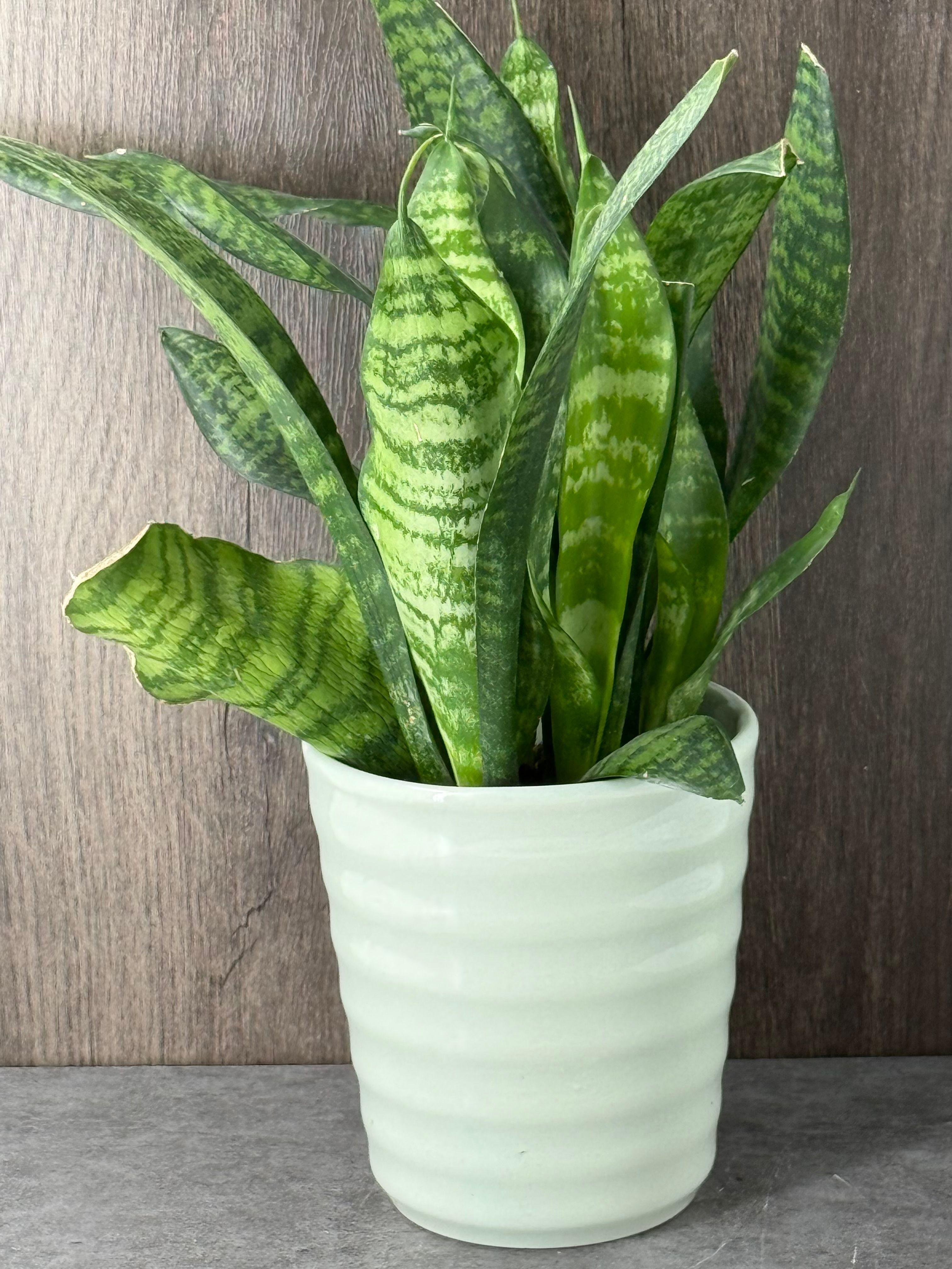 Sansevieria Zeylanica in Pot - Product image