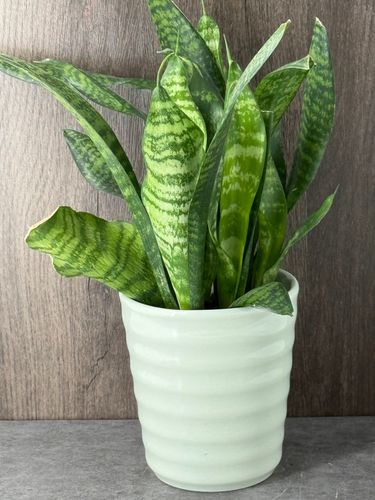 Sansevieria Zeylanica in Pot product image