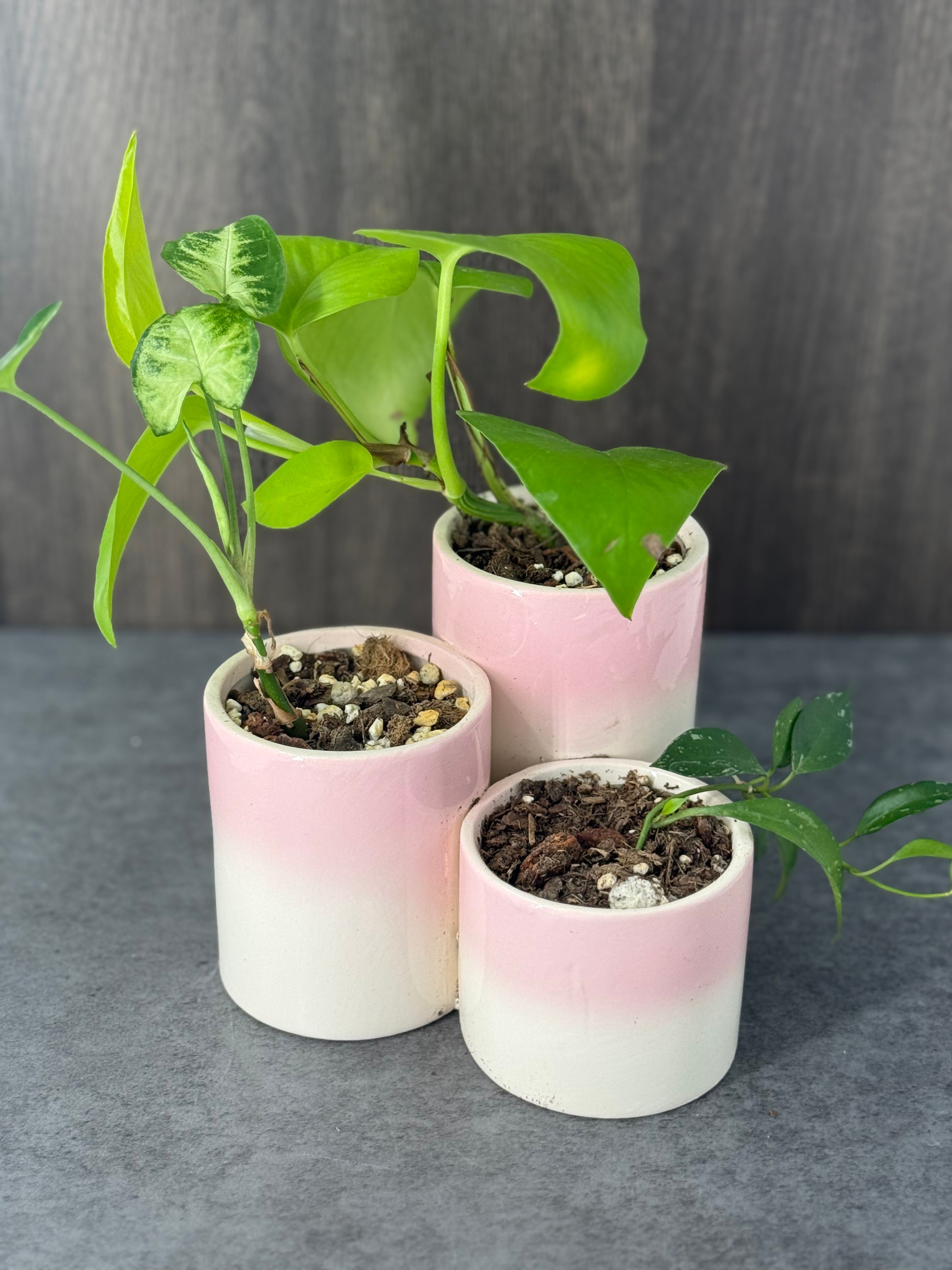 Tiered Plant Varieties - Product image