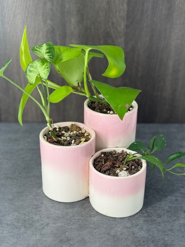 Tiered Plant Varieties