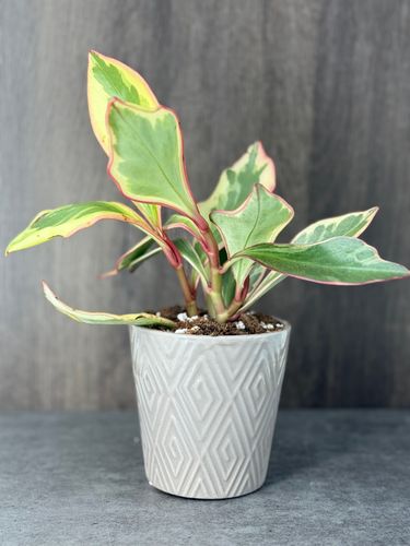 Pepperomia Ginny product image