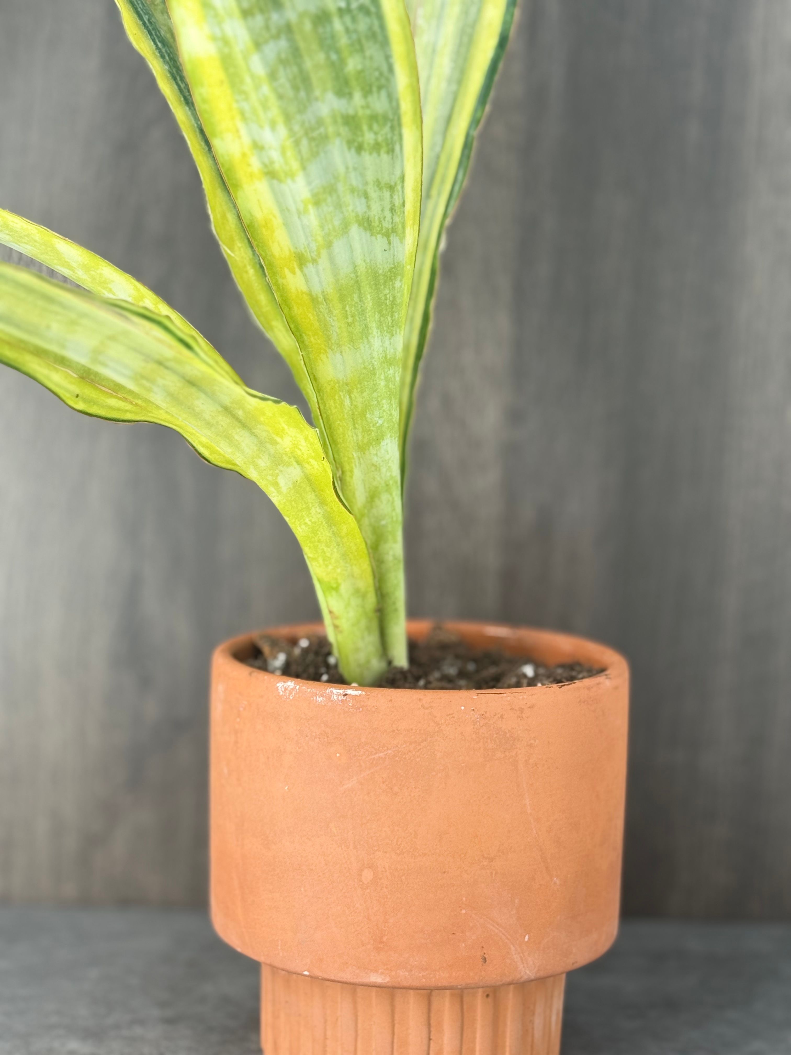 Sansevieria Yellowstone - Product image