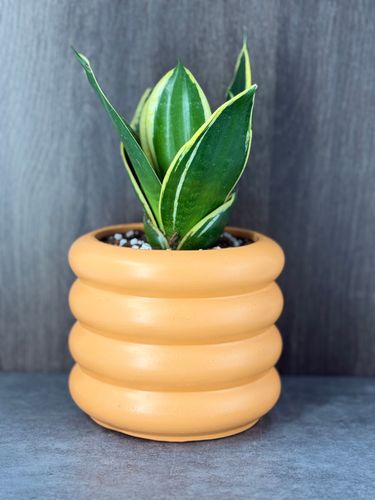 Snake Plant in orange pot product image