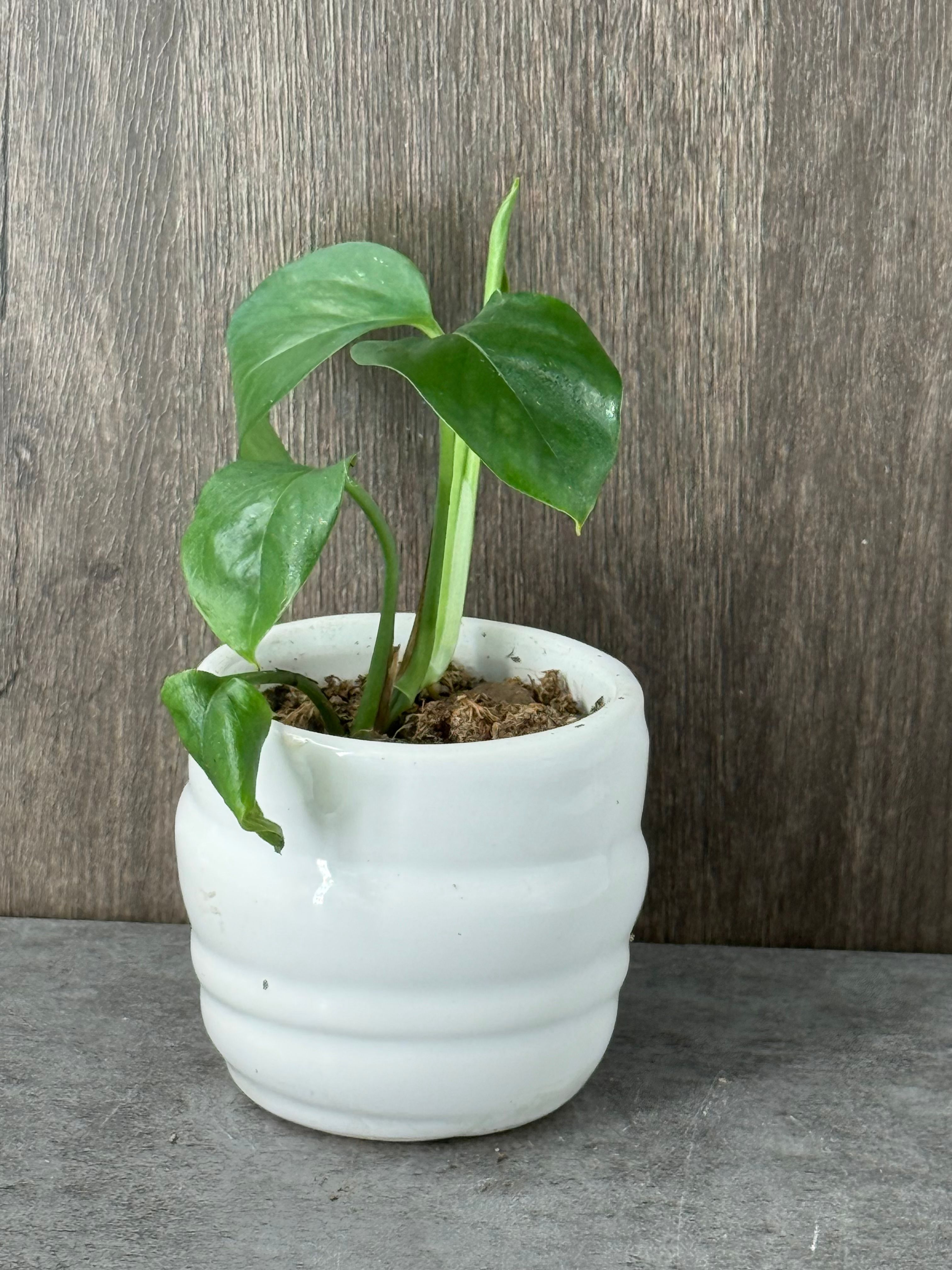 Small pothos - Product image