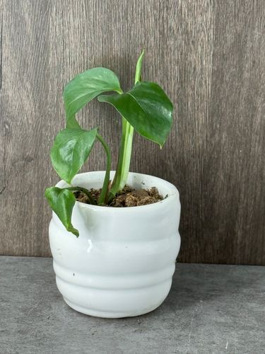 Small pothos product image