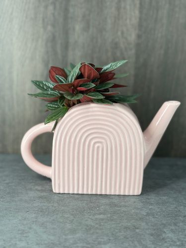 Pepperomia Rosso product image