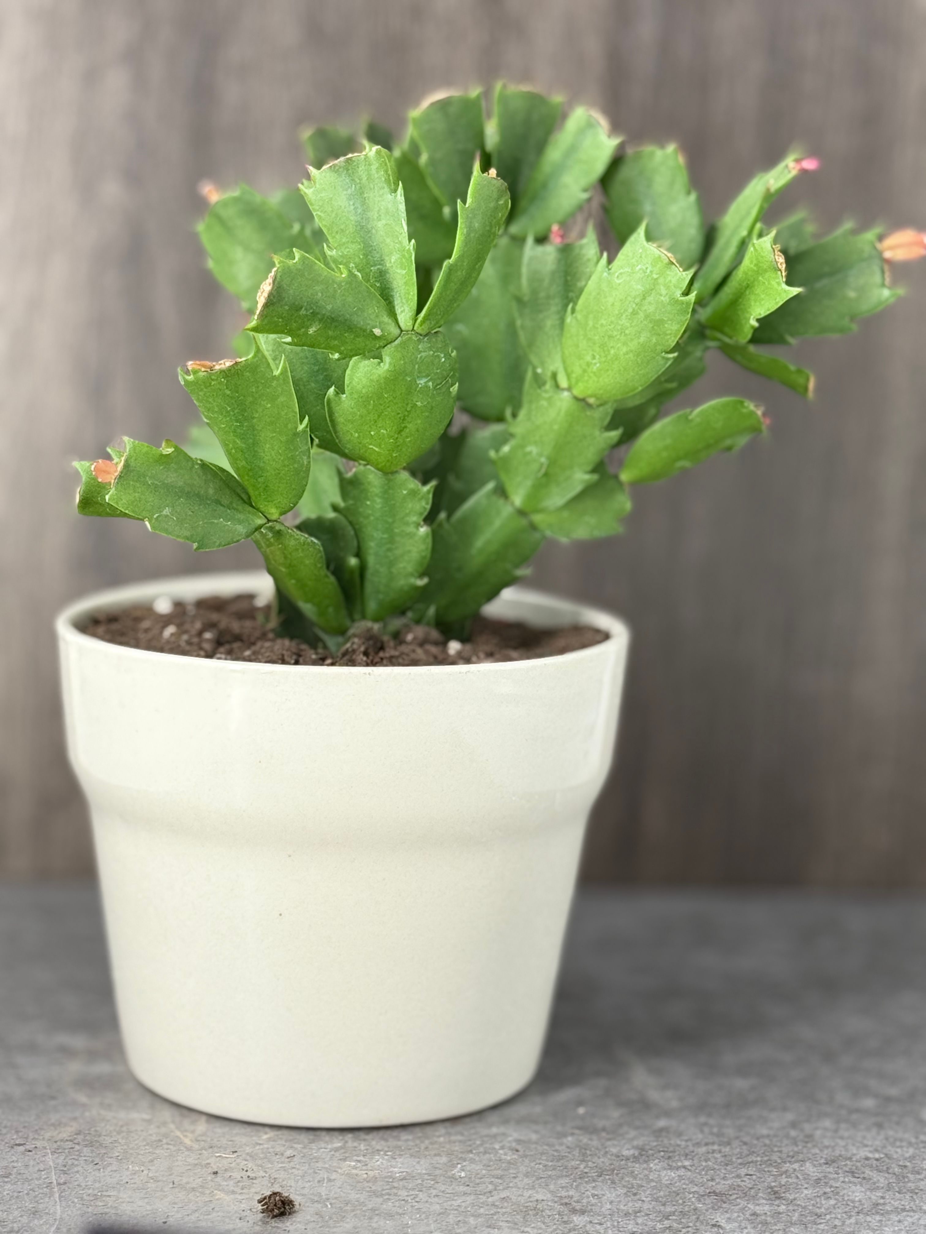 Holiday Cactus In Beige Pot - Product image