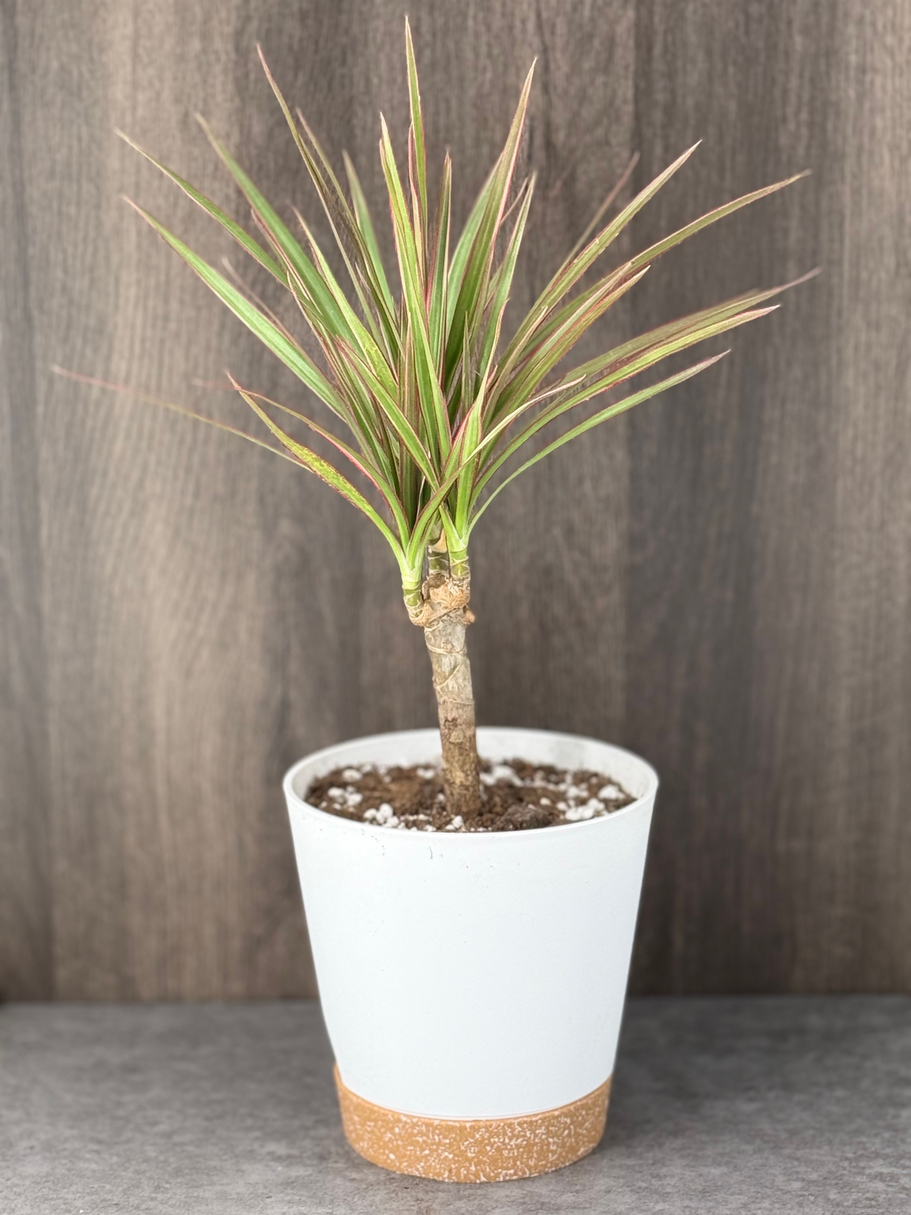 Dragon Tree - Product image