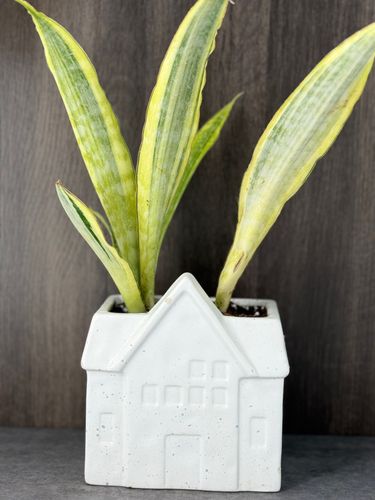 Sansevieria Yellowstone product image