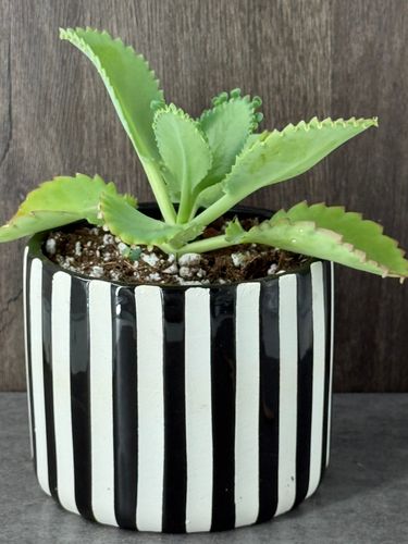Mother of Thousands product image