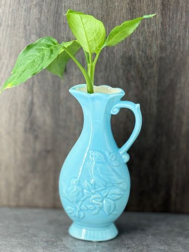 Dieffenbachia cutting product image