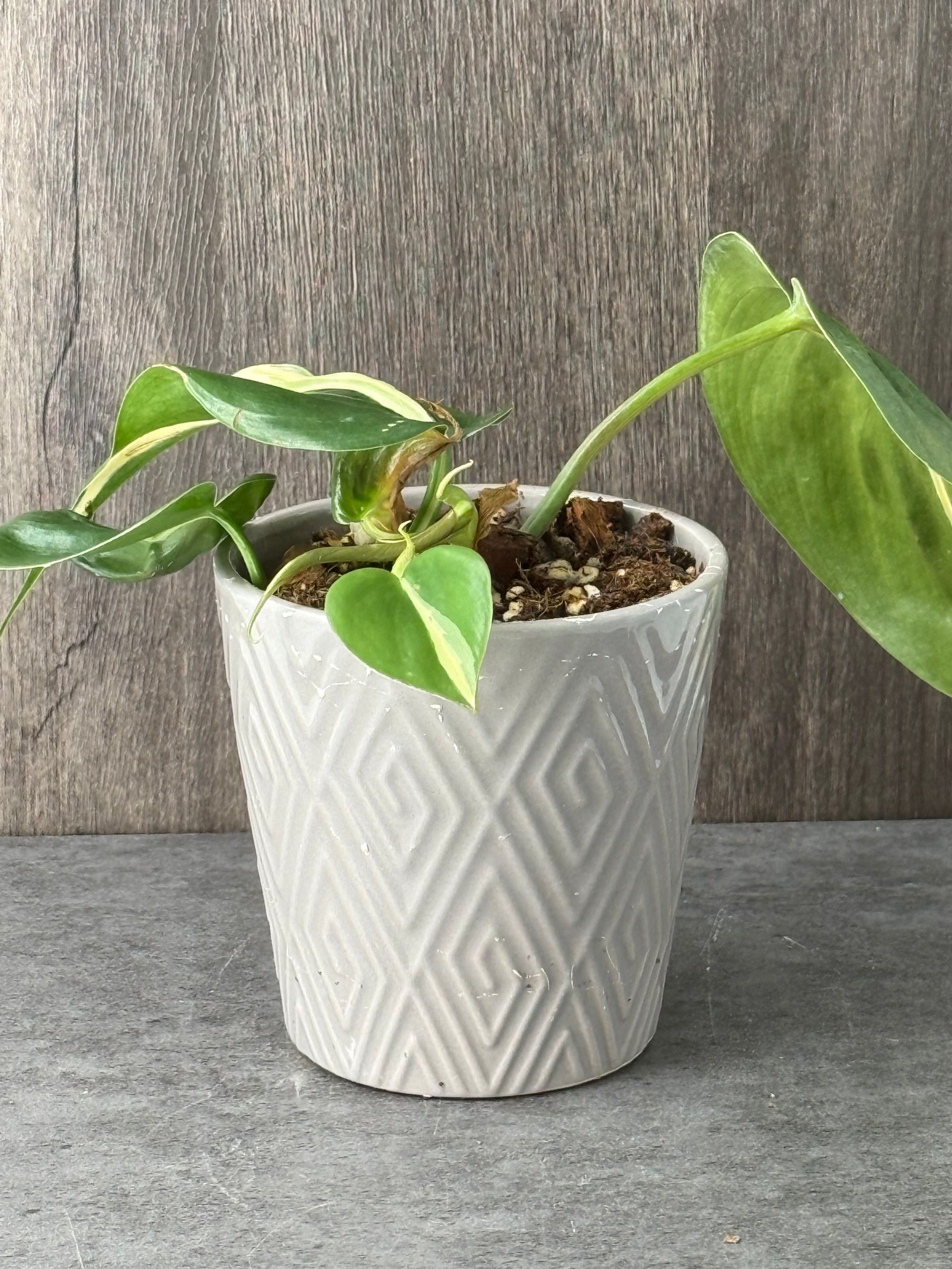 Potted Philodendron Cream Splash  - Product image