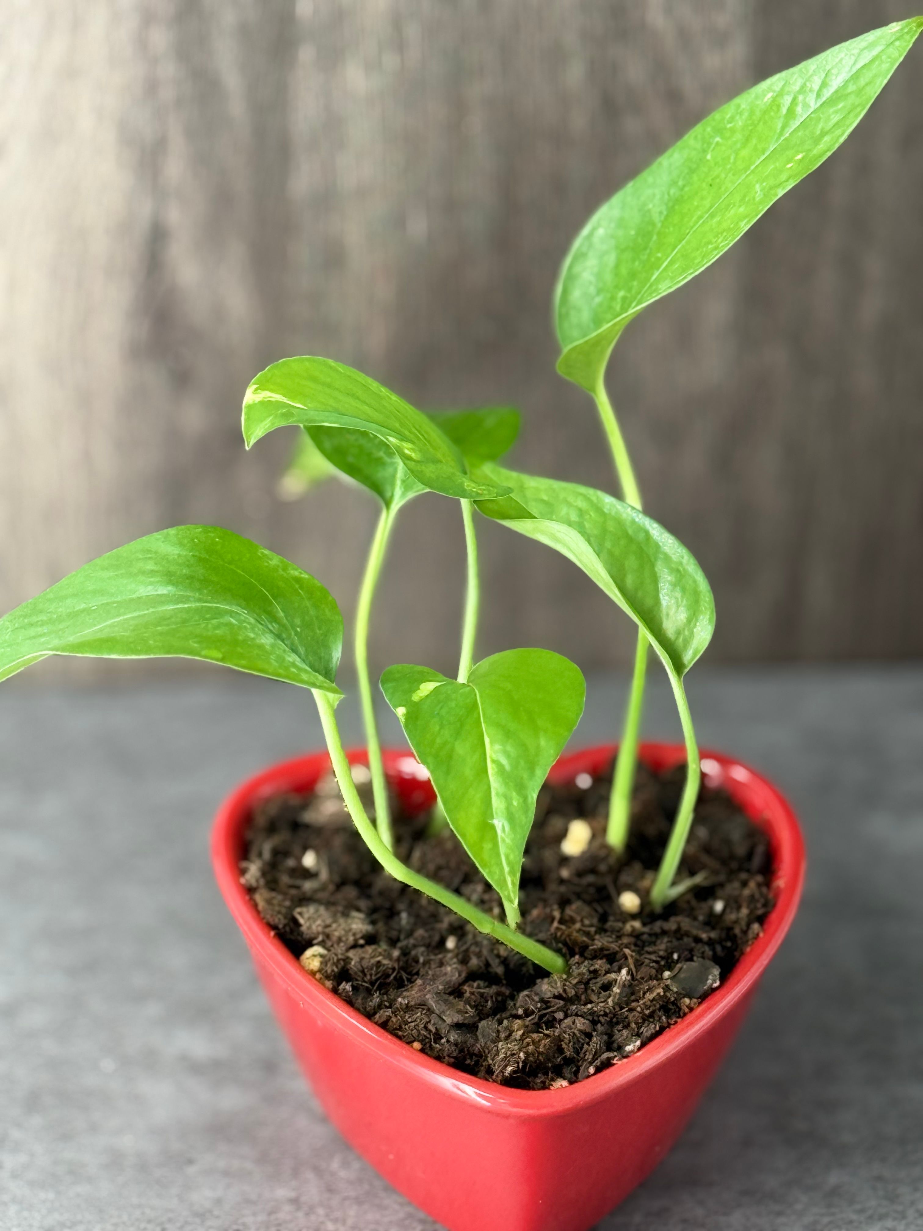 Pothos in Heart Shaped Bowl - Product image