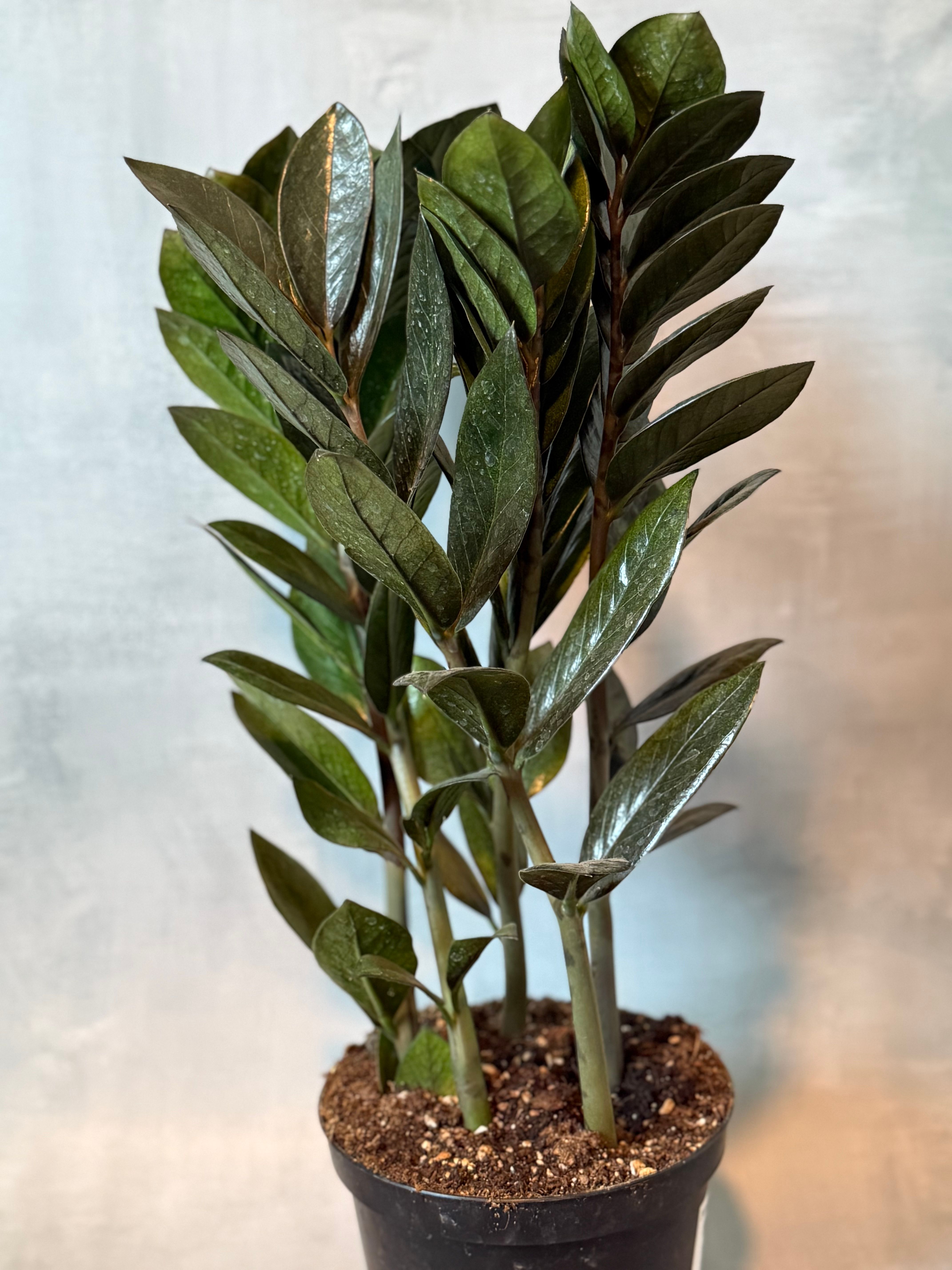 Raven ZZ Plant - Product image