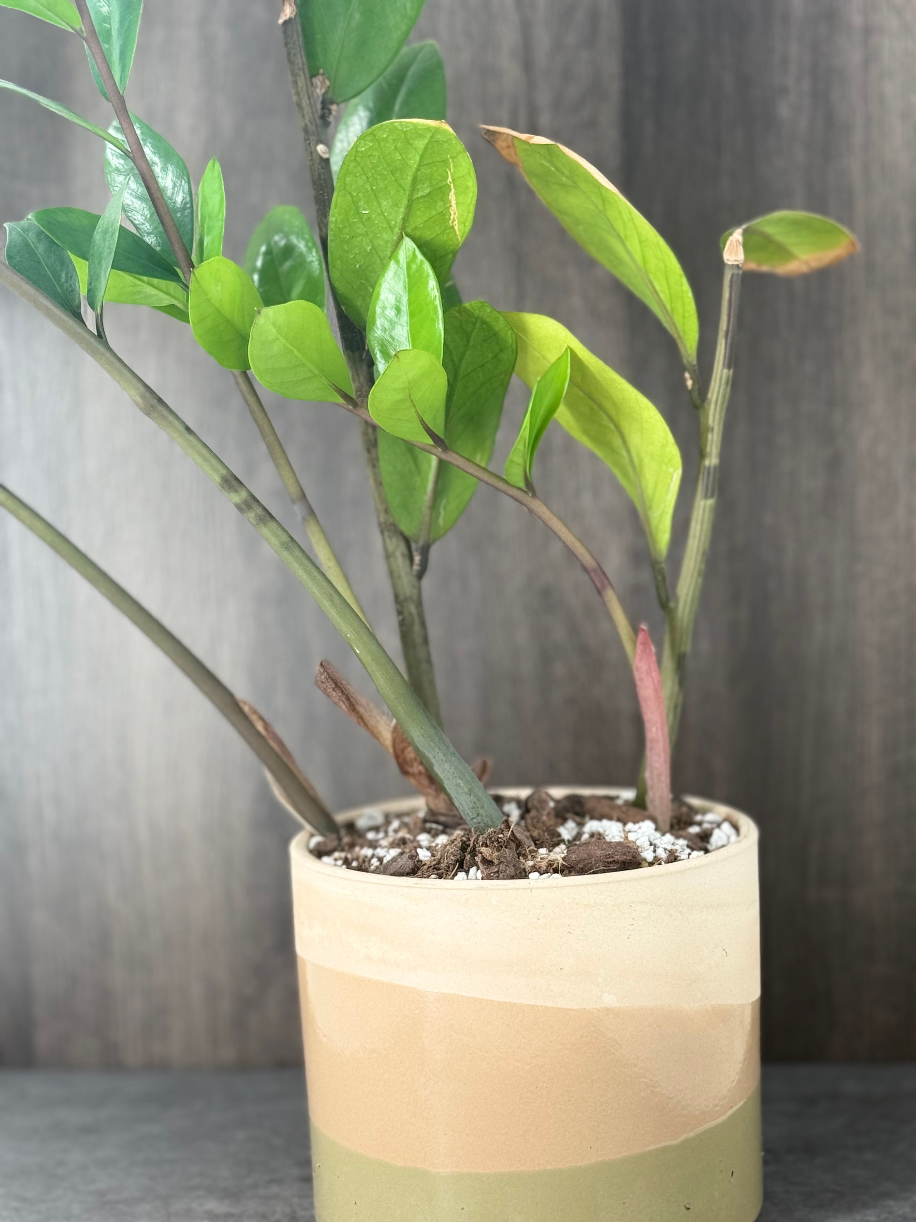 ZZ Plant - Product image