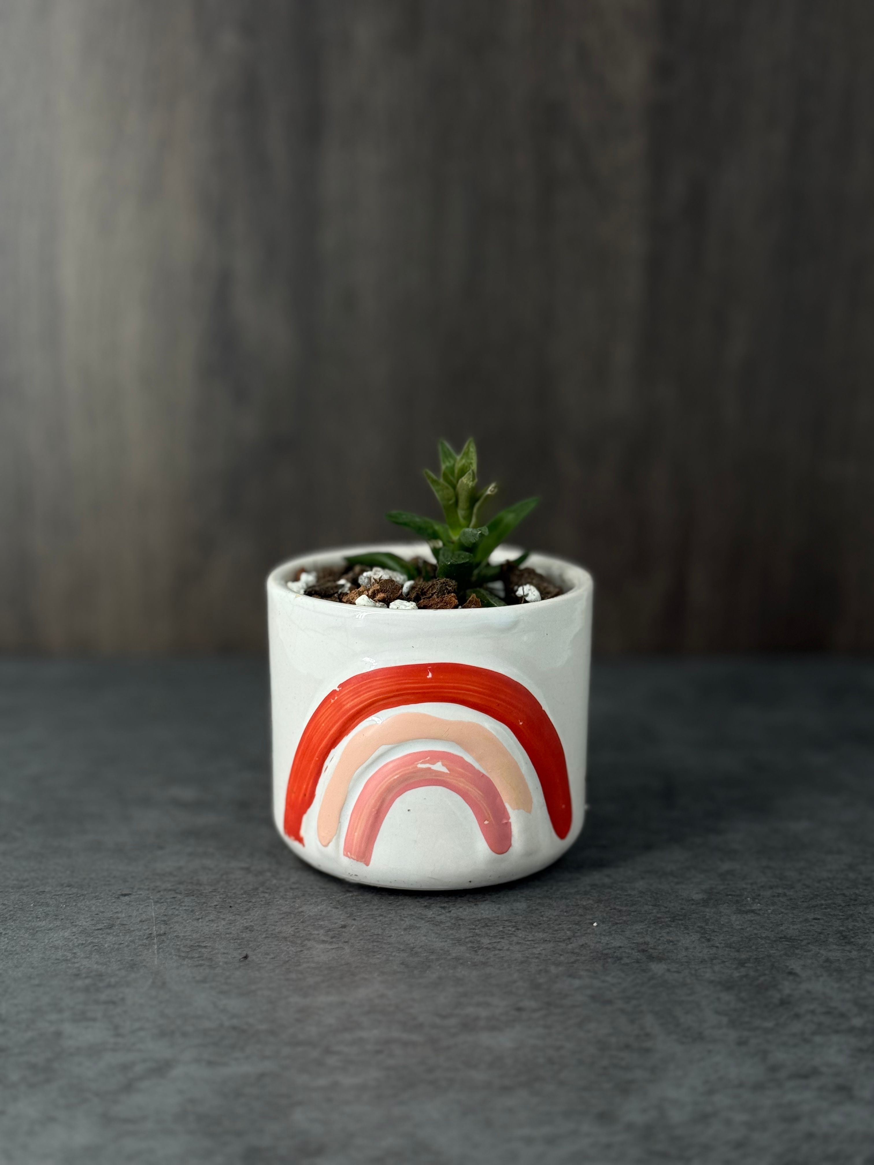 Small Succulent - Product image