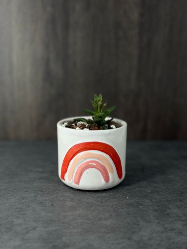 Small Succulent product image
