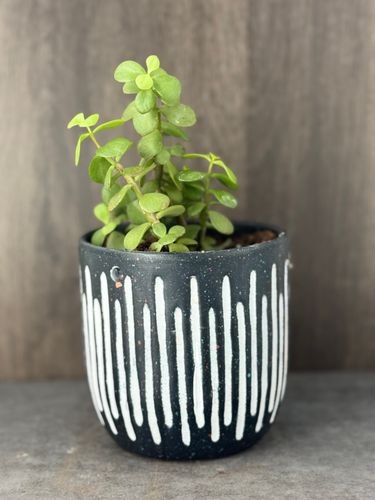 Jade Plant product image