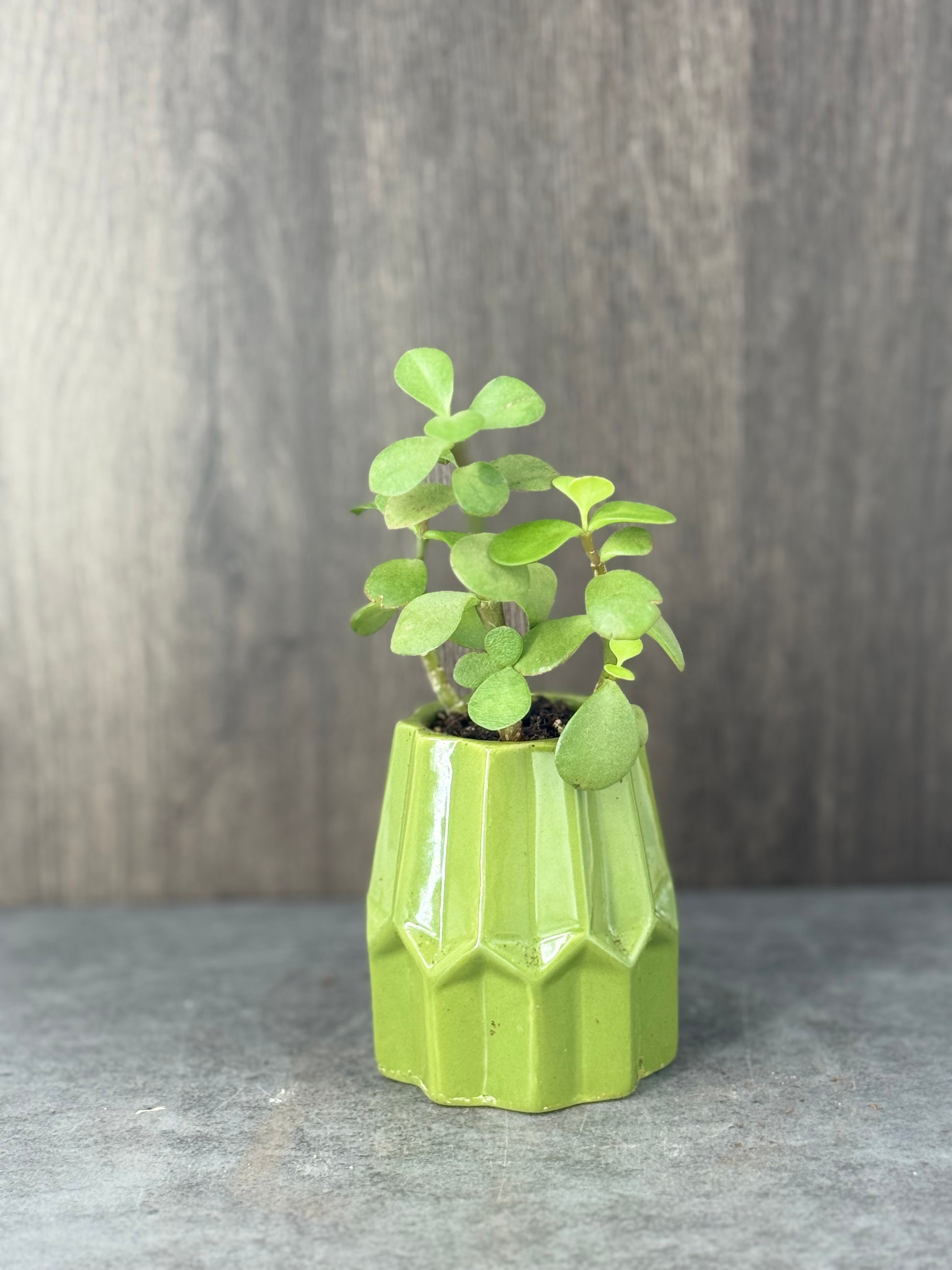 Small Jade Plant - Product image