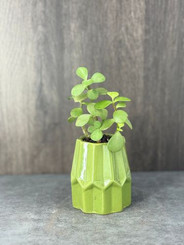 Small Jade Plant product image