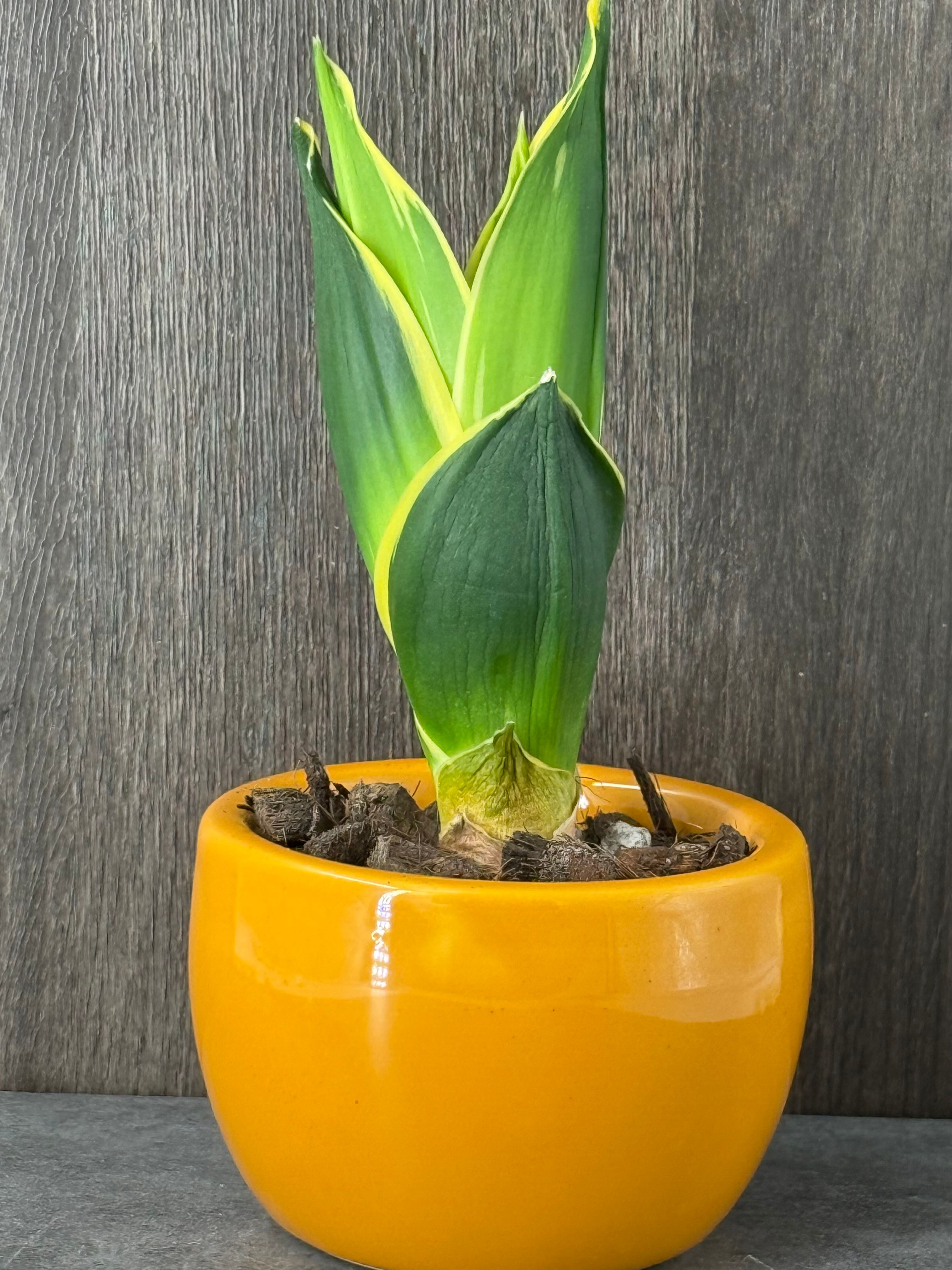 Sansevieria in a Small Orange Pot - Product image