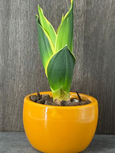 Sansevieria in a Small Orange Pot product image