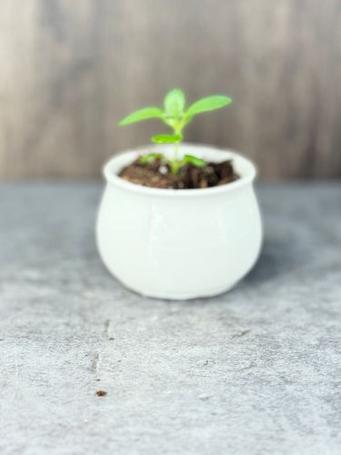 Small Mother of Thousands product image