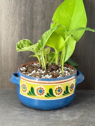 Pothos Mix  product image
