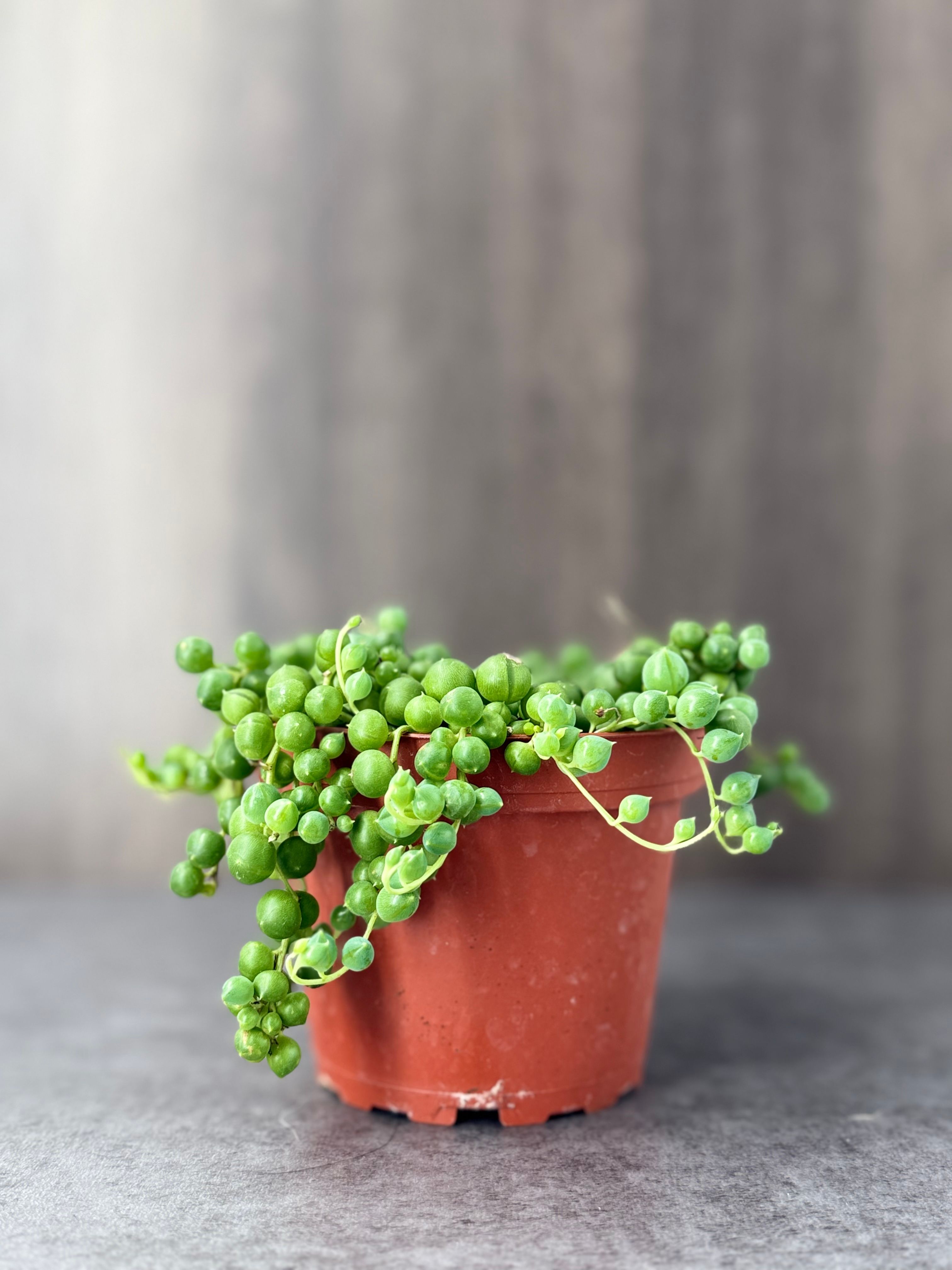 String of Pearls - Product image