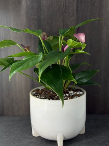 Pink Anthuriums product image